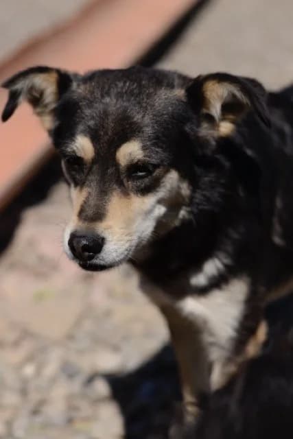 Vivien, female Mixed Breed for adoption at Tierheimhelden — photo 7 of 10