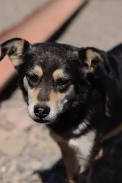 Vivien, female Mixed Breed for adoption at Tierheimhelden — photo 8 of 10