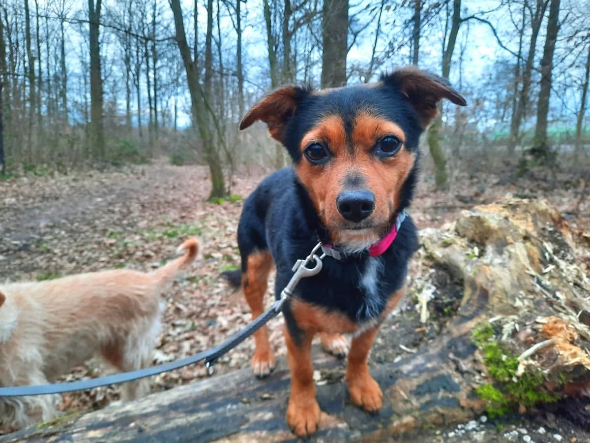 Tierra, female Mixed Breed for adoption at Tierheimhelden