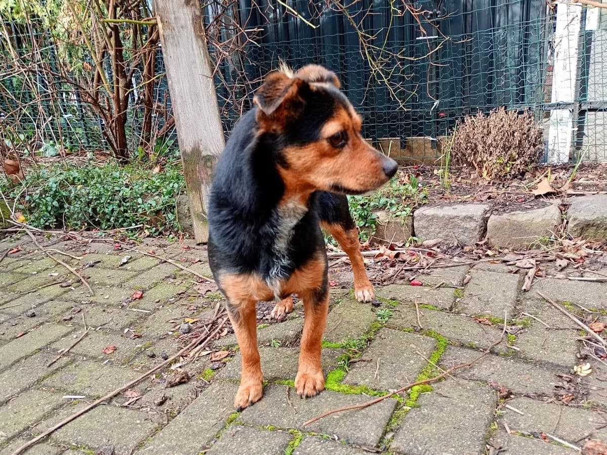 Tierra, female Mixed Breed for adoption at Tierheimhelden, Dortmund — photo 2 of 18