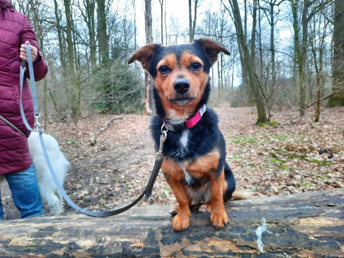 Tierra, female Mixed Breed for adoption at Tierheimhelden, Dortmund — photo 3 of 18