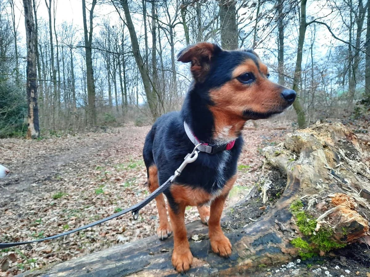 Tierra, female Mixed Breed for adoption at Tierheimhelden, Dortmund — photo 4 of 18