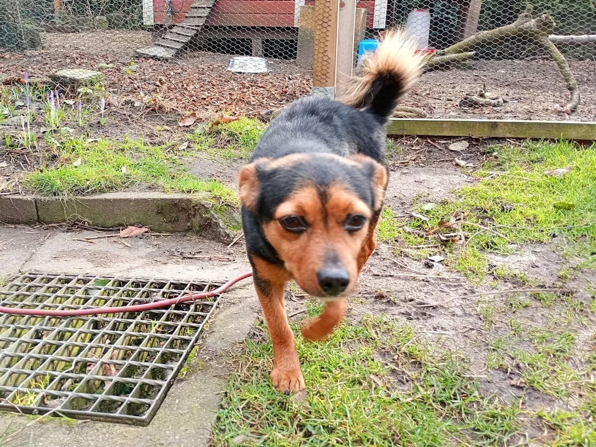 Tierra, female Mixed Breed for adoption at Tierheimhelden, Dortmund — photo 5 of 18