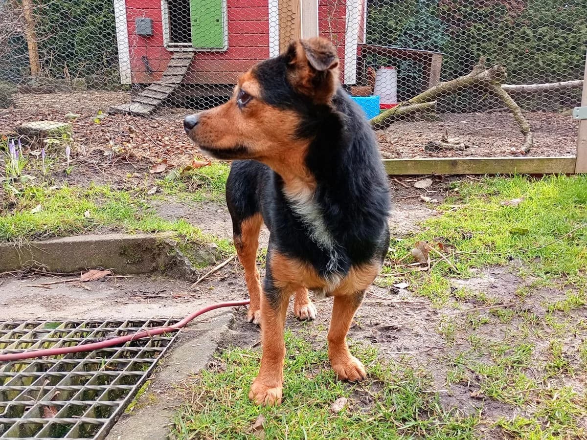 Tierra, female Mixed Breed for adoption at Tierheimhelden, Dortmund — photo 6 of 18