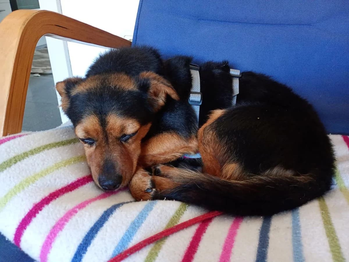 Tierra, female Mixed Breed for adoption at Tierheimhelden, Dortmund — photo 7 of 18