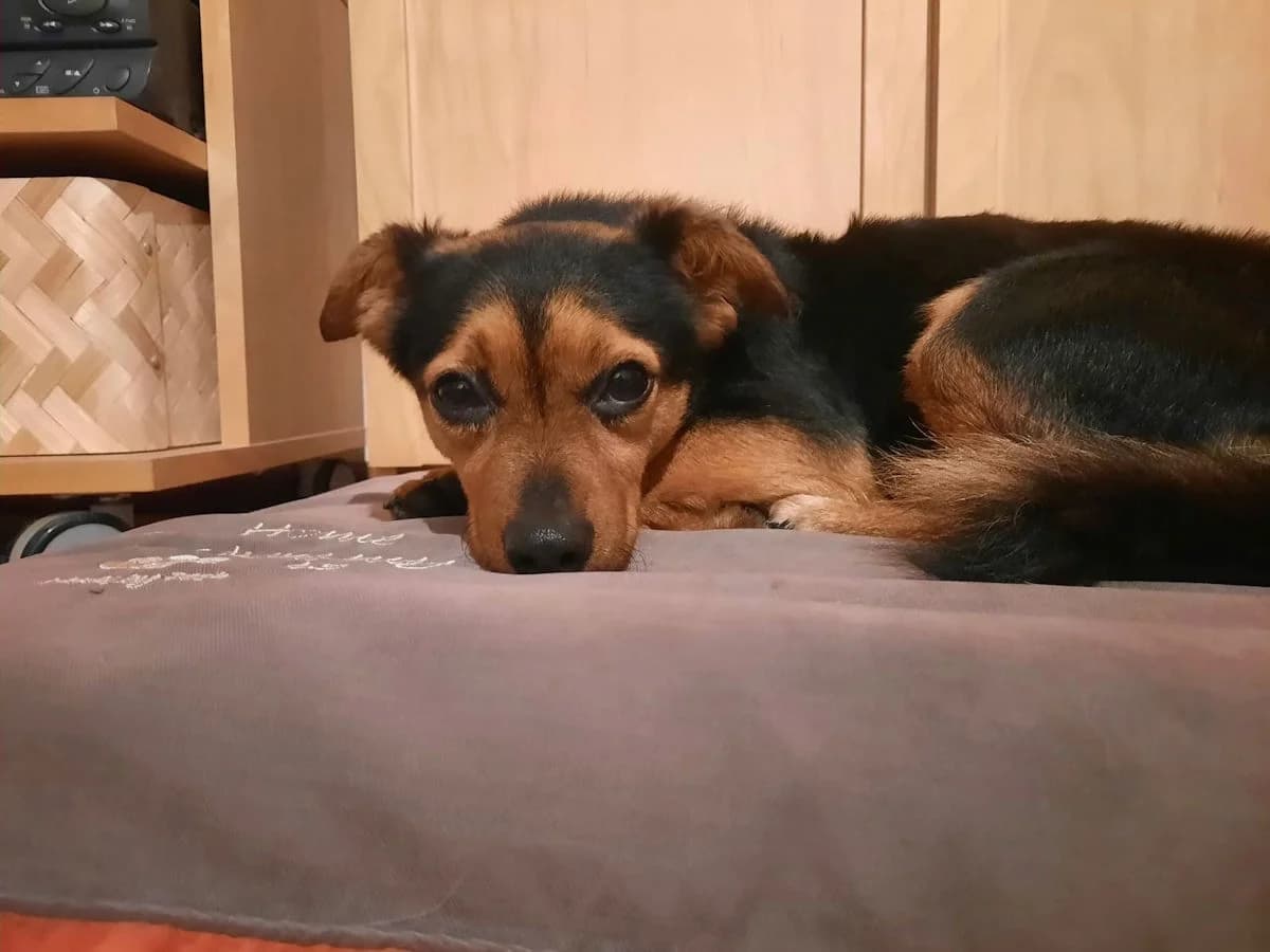 Tierra, female Mixed Breed for adoption at Tierheimhelden, Dortmund — photo 8 of 18