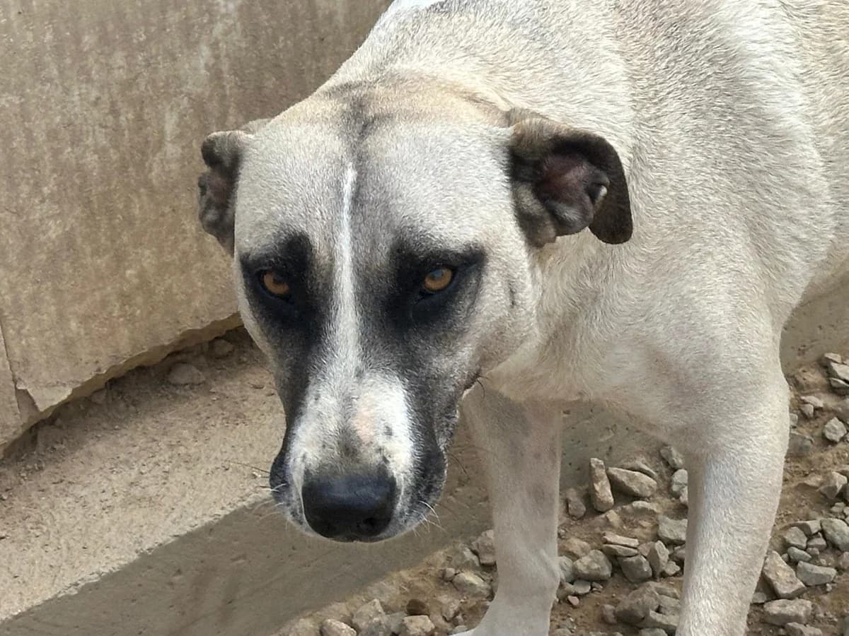 Alice Rosalie, female Mixed Breed for adoption at Tierheimhelden