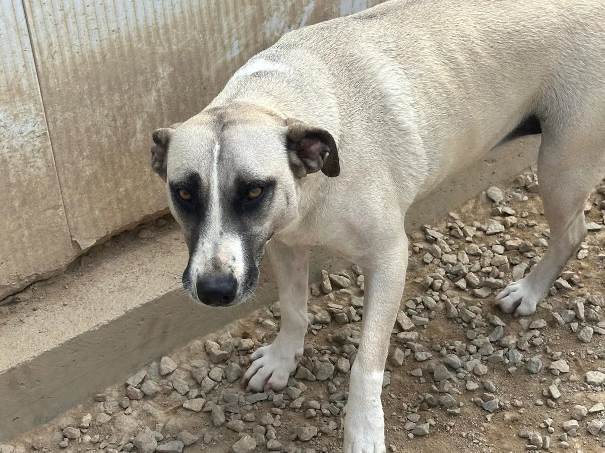 Alice Rosalie, female Mixed Breed for adoption at Tierheimhelden, Dortmund — photo 4 of 10