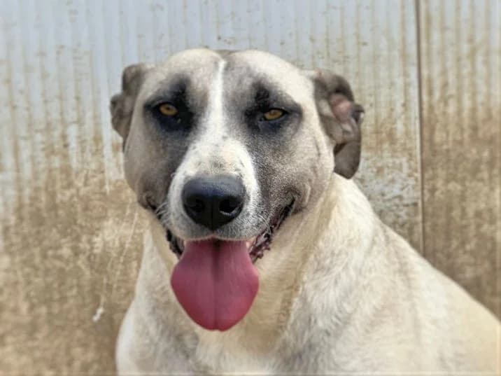 Alice Rosalie, female Mixed Breed for adoption at Tierheimhelden, Dortmund — photo 5 of 10