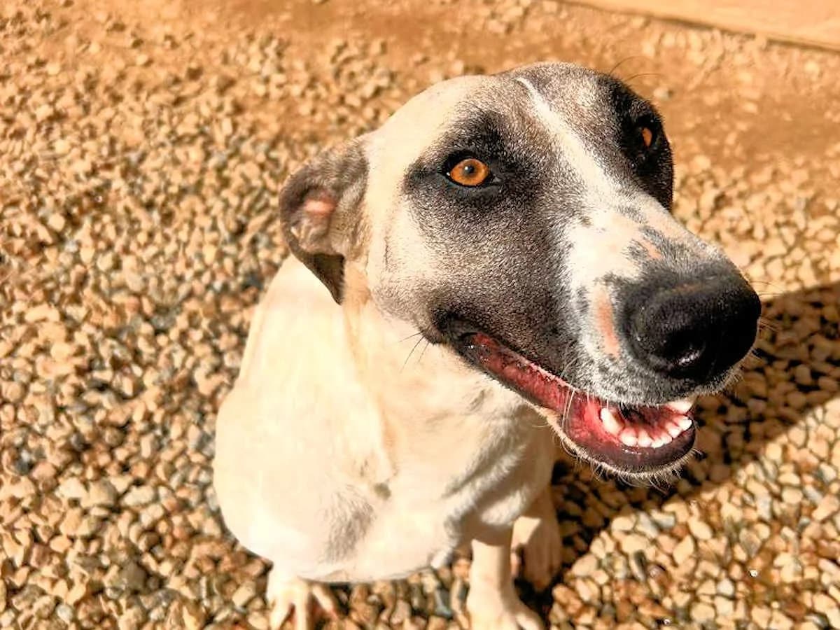 Alice Rosalie, female Mixed Breed for adoption at Tierheimhelden, Dortmund — photo 6 of 10