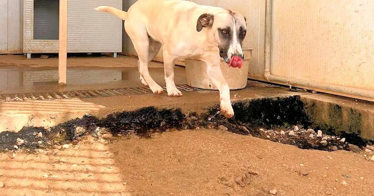 Alice Rosalie, female Mixed Breed for adoption at Tierheimhelden, Dortmund — photo 7 of 10