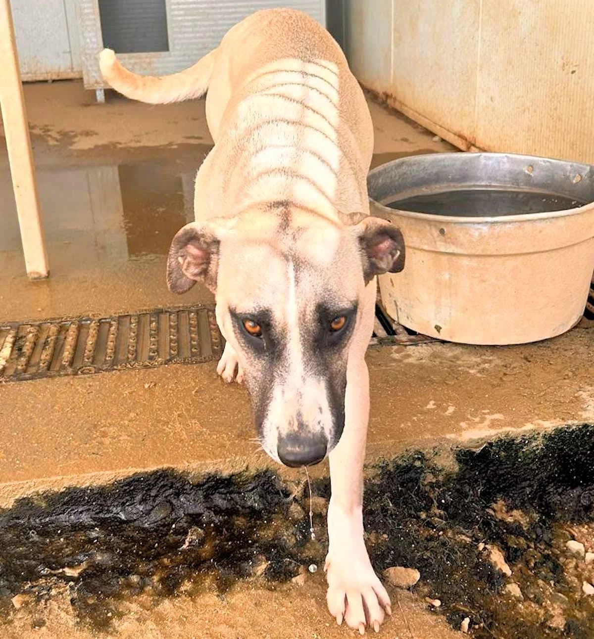 Alice Rosalie, female Mixed Breed for adoption at Tierheimhelden, Dortmund — photo 8 of 10