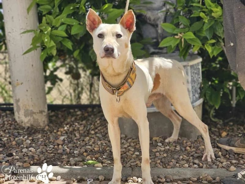 Polux, male Mixed Breed for adoption at Tierheimhelden
