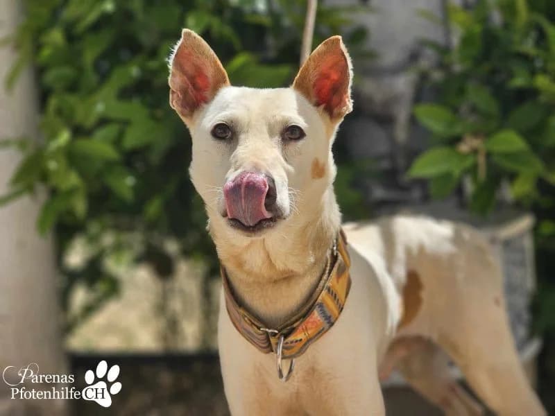 Polux, male Mixed Breed for adoption at Tierheimhelden, Dortmund — photo 2 of 8