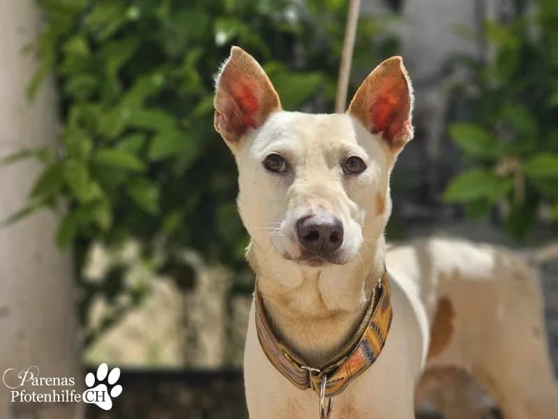 Polux, male Mixed Breed for adoption at Tierheimhelden, Dortmund — photo 3 of 8