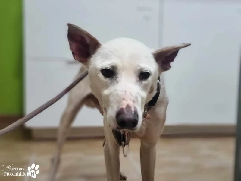 Polux, male Mixed Breed for adoption at Tierheimhelden, Dortmund — photo 4 of 8