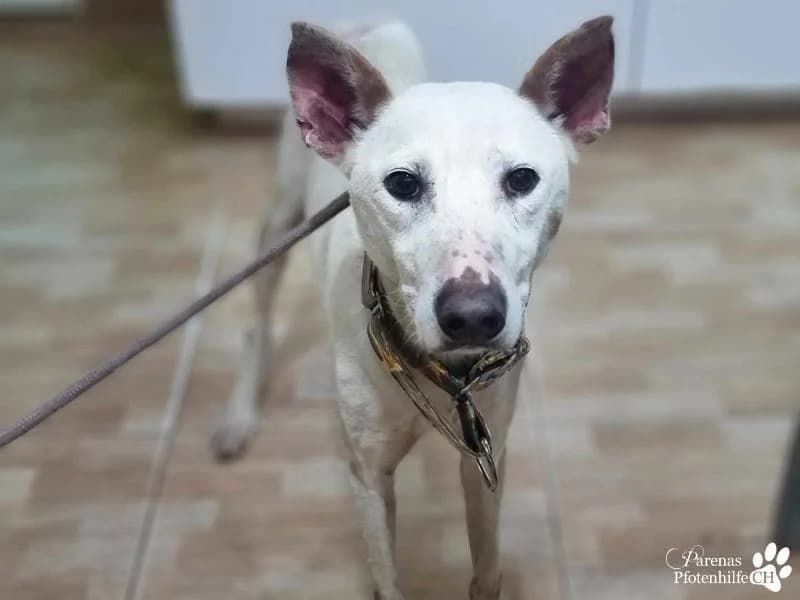 Polux, male Mixed Breed for adoption at Tierheimhelden, Dortmund — photo 5 of 8