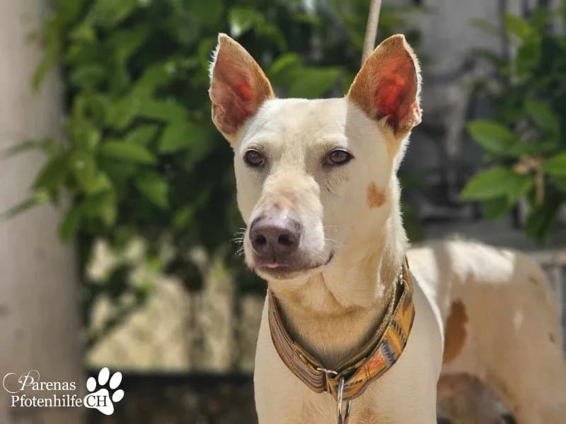 Polux, male Mixed Breed for adoption at Tierheimhelden, Dortmund — photo 7 of 8
