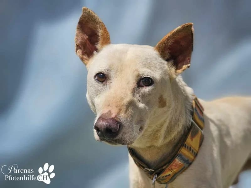 Polux, male Mixed Breed for adoption at Tierheimhelden, Dortmund — photo 8 of 8