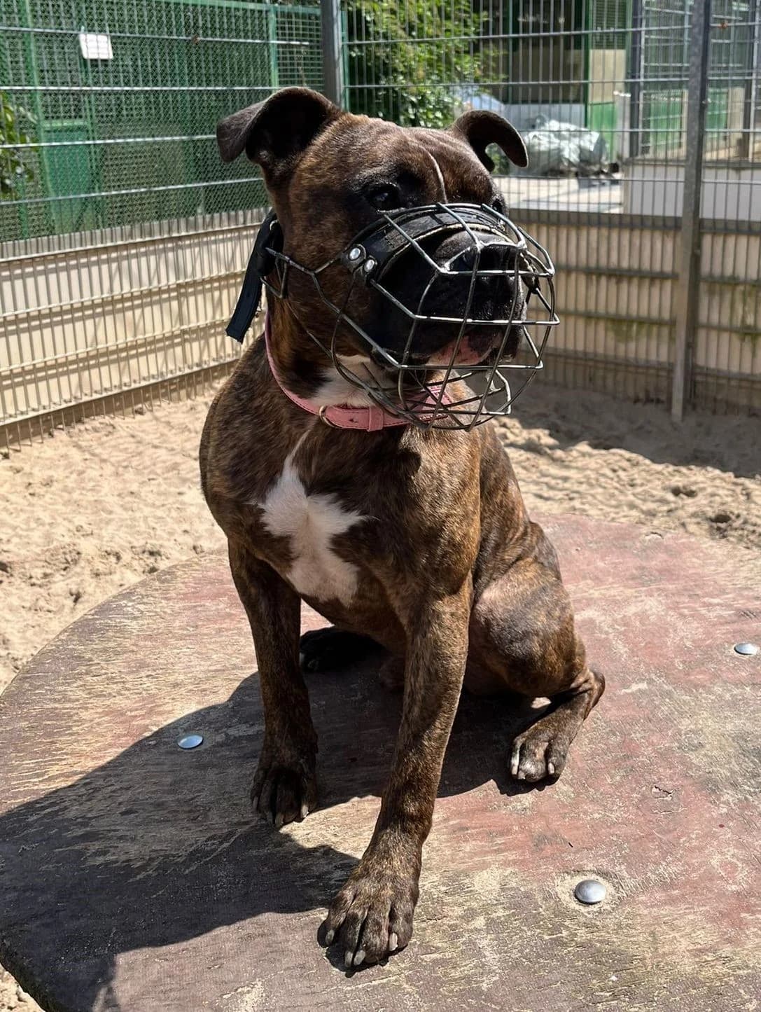 Frodo, male American Staffordshire Terrier for adoption at Tierheimhelden — photo 2 of 3