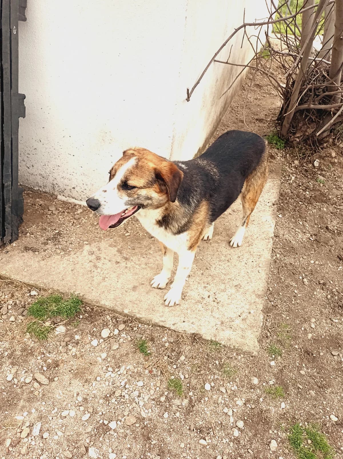 Milo, male Beagle for adoption at Tierheimhelden