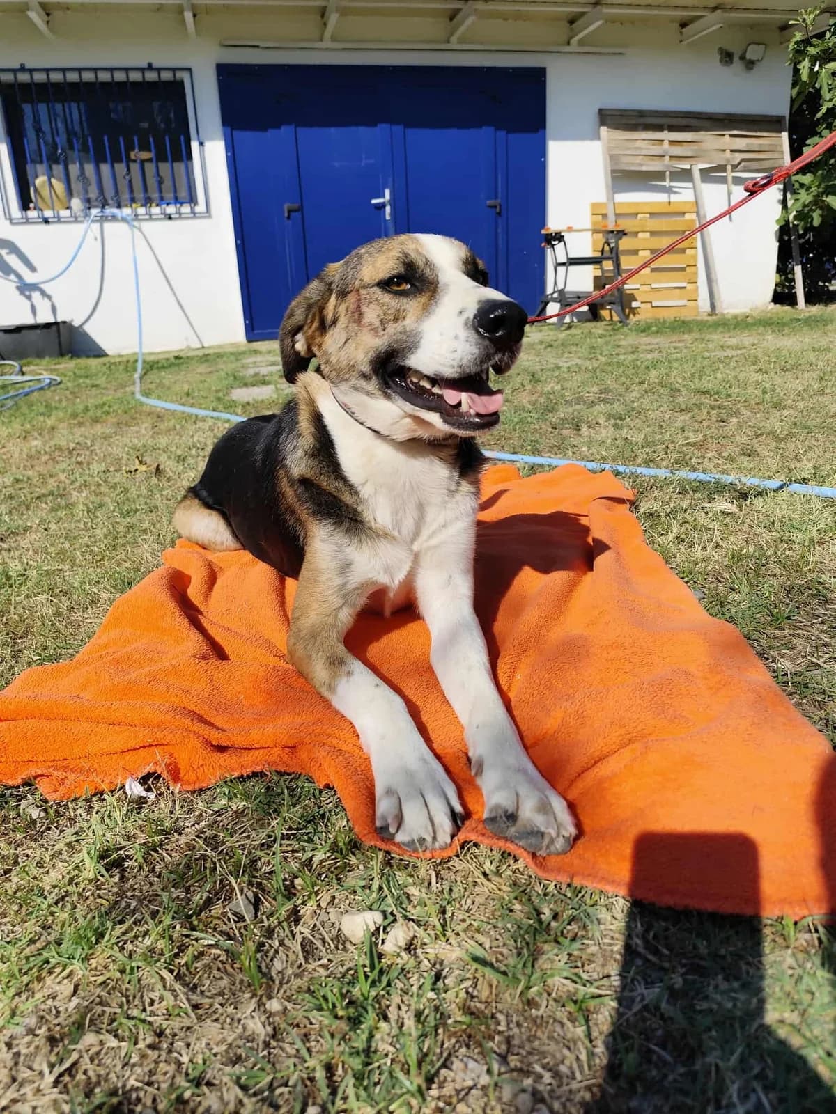 Milo, male Beagle for adoption at Tierheimhelden, Dortmund — photo 2 of 8