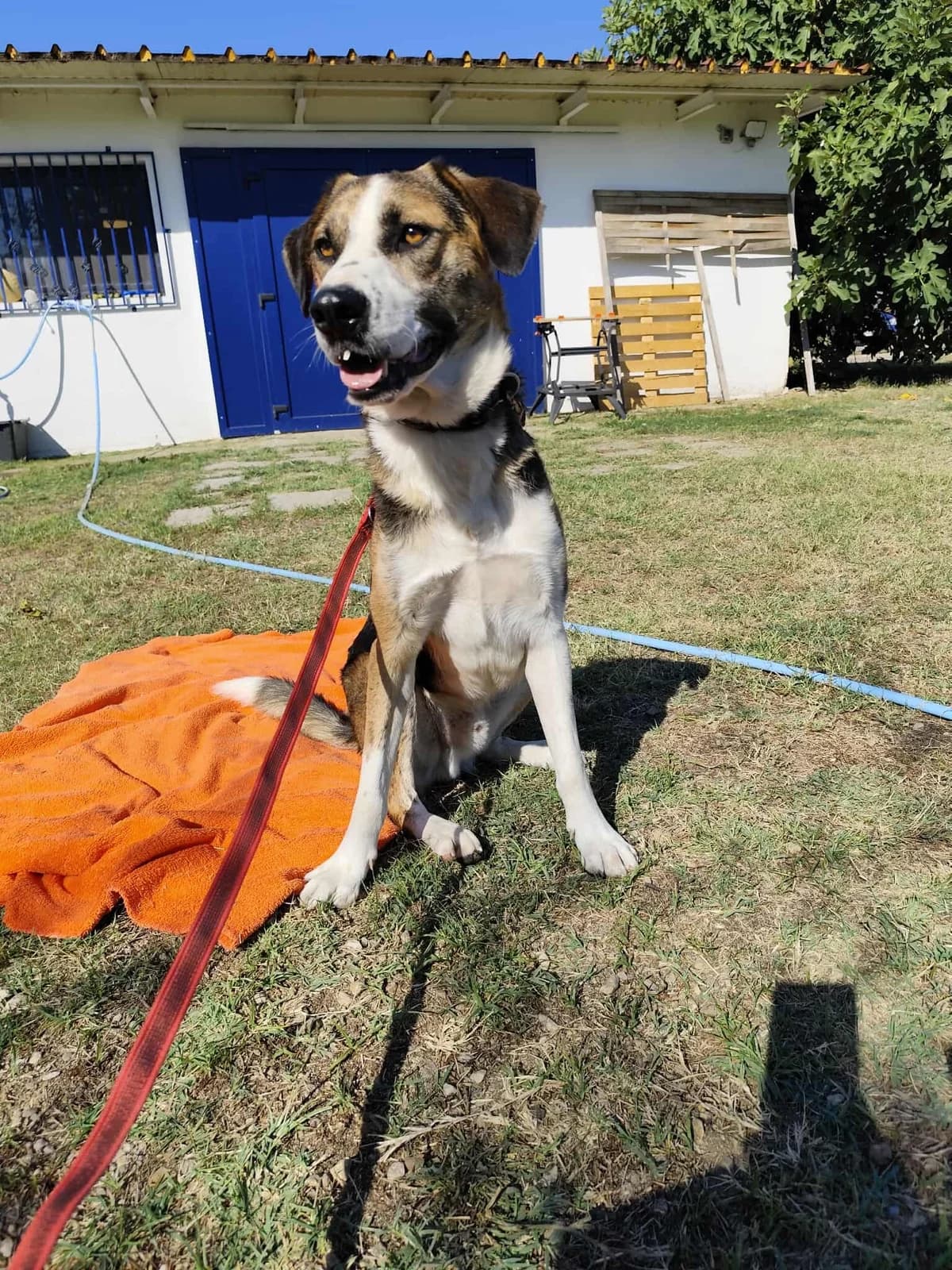 Milo, male Beagle for adoption at Tierheimhelden, Dortmund — photo 3 of 8