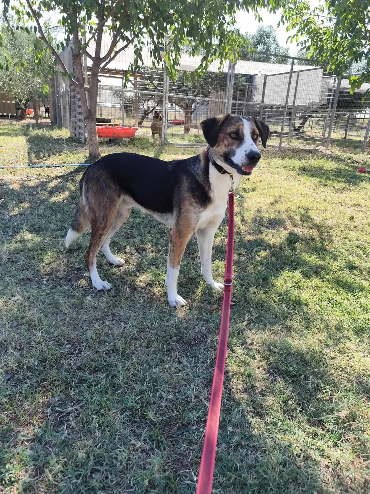Milo, male Beagle for adoption at Tierheimhelden, Dortmund — photo 4 of 8