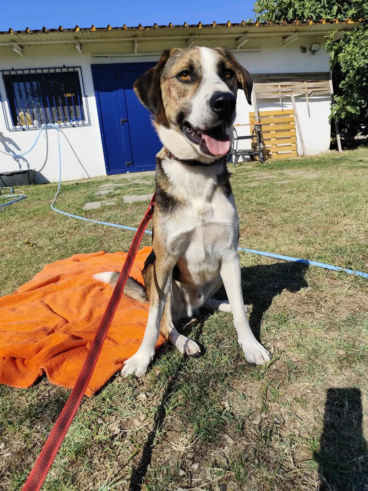Milo, male Beagle for adoption at Tierheimhelden, Dortmund — photo 5 of 8