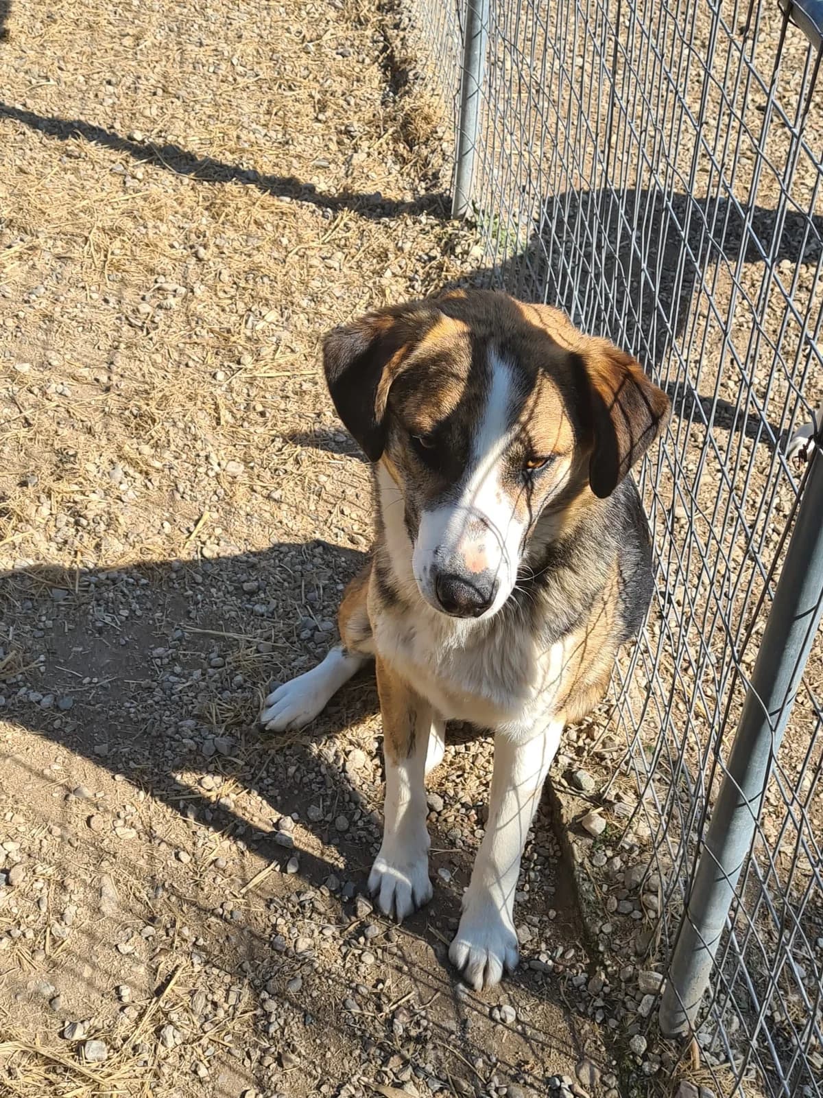 Milo, male Beagle for adoption at Tierheimhelden, Dortmund — photo 6 of 8