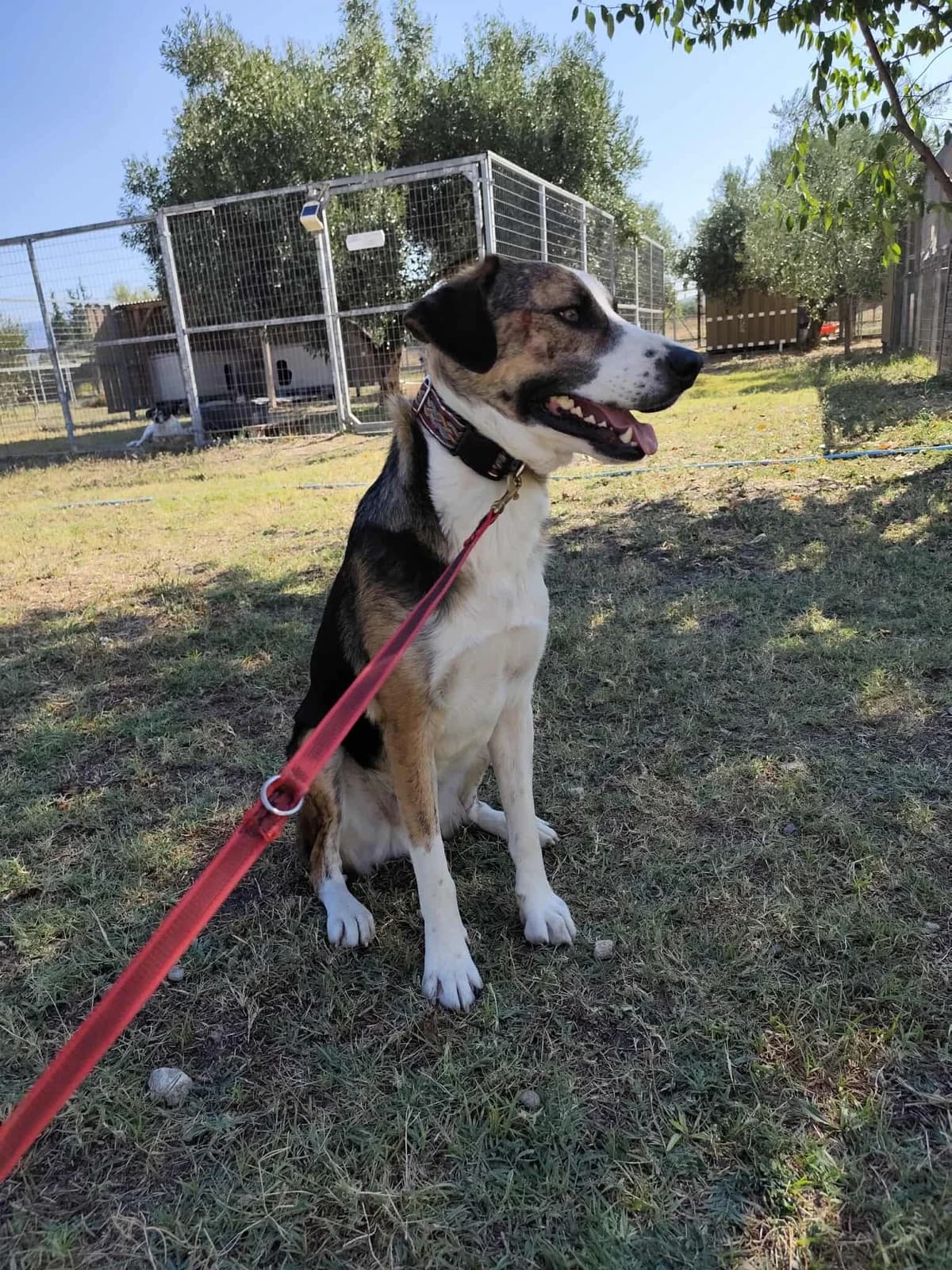 Milo, male Beagle for adoption at Tierheimhelden, Dortmund — photo 7 of 8