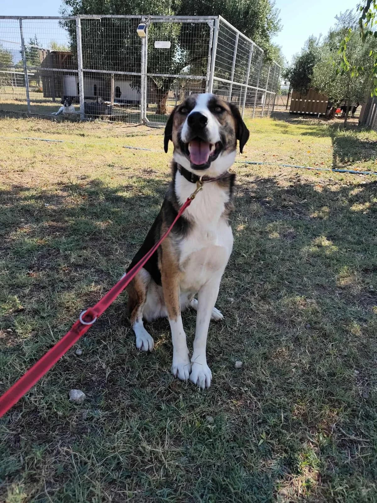 Milo, male Beagle for adoption at Tierheimhelden, Dortmund — photo 8 of 8