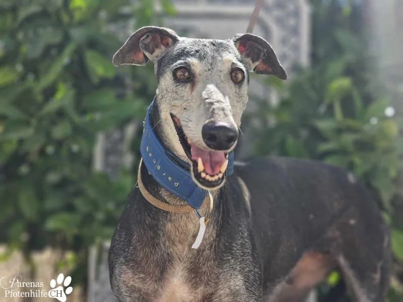 Selena, female Galgo Español for adoption at Tierheimhelden