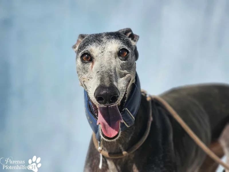 Selena, female Galgo Español for adoption at Tierheimhelden — photo 2 of 10