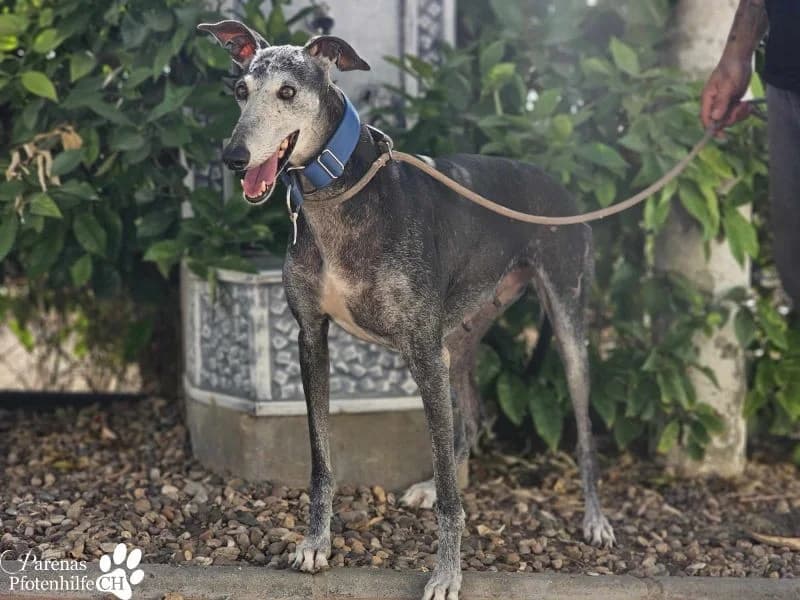 Selena, female Galgo Español for adoption at Tierheimhelden — photo 4 of 10