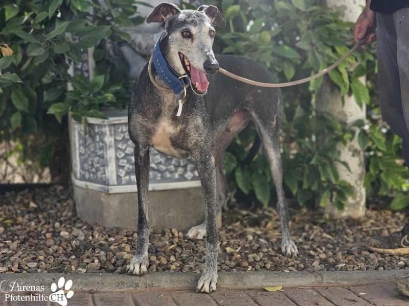Selena, female Galgo Español for adoption at Tierheimhelden — photo 5 of 10