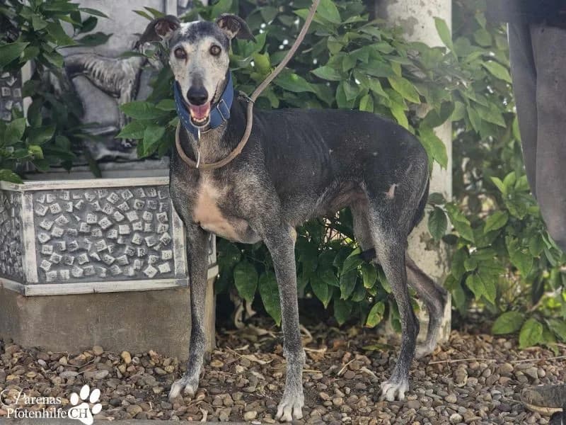 Selena, female Galgo Español for adoption at Tierheimhelden — photo 7 of 10