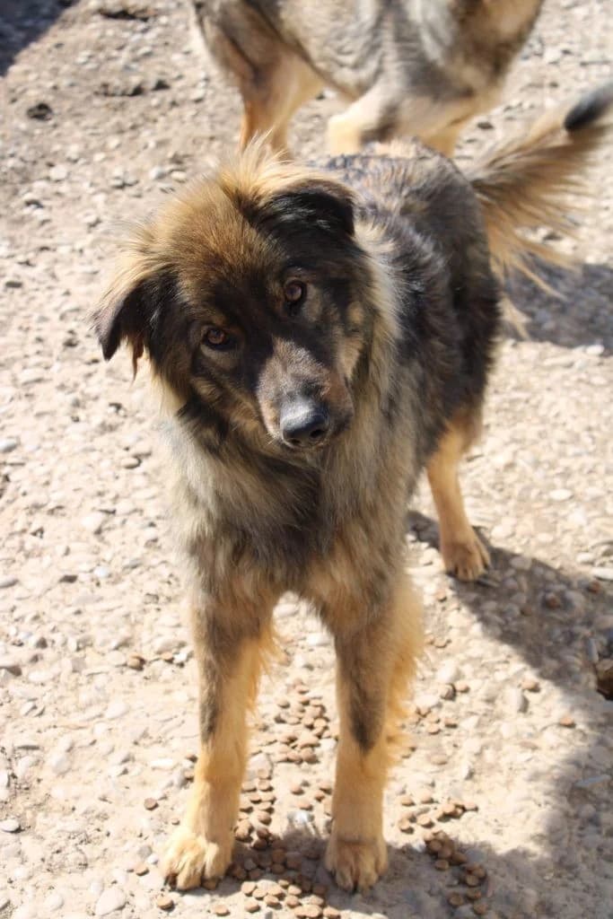 Simba, male Mixed Breed for adoption at Tierheimhelden