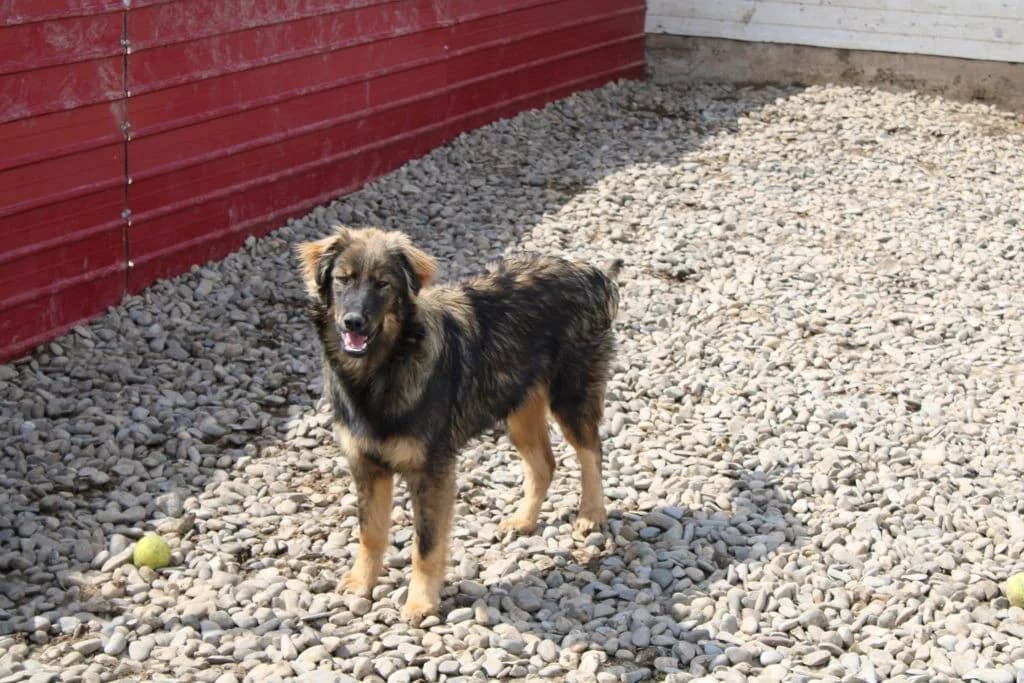 Simba, male Mixed Breed for adoption at Tierheimhelden — photo 4 of 4