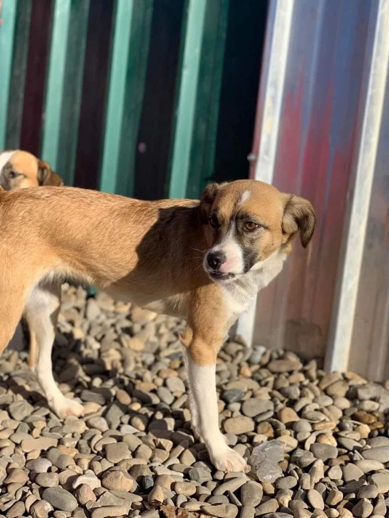 Tammy, female Mixed Breed for adoption at Tierheimhelden