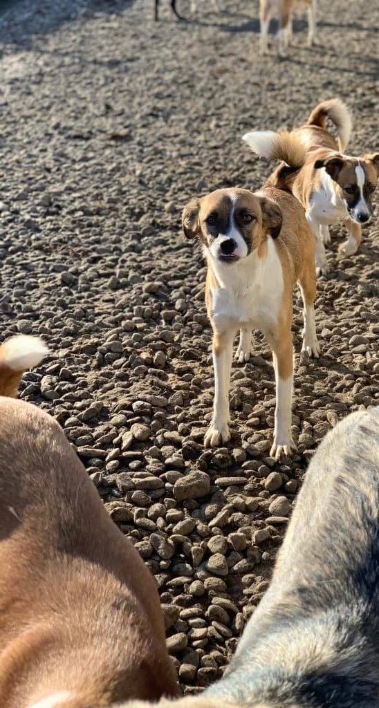 Tammy, female Mixed Breed for adoption at Tierheimhelden — photo 2 of 4