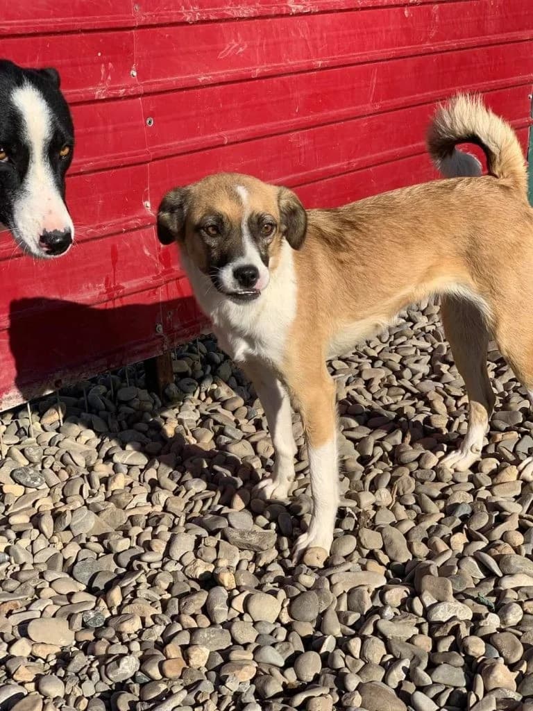 Tammy, female Mixed Breed for adoption at Tierheimhelden — photo 3 of 4
