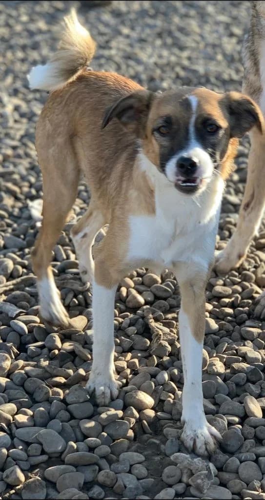 Tammy, female Mixed Breed for adoption at Tierheimhelden — photo 4 of 4