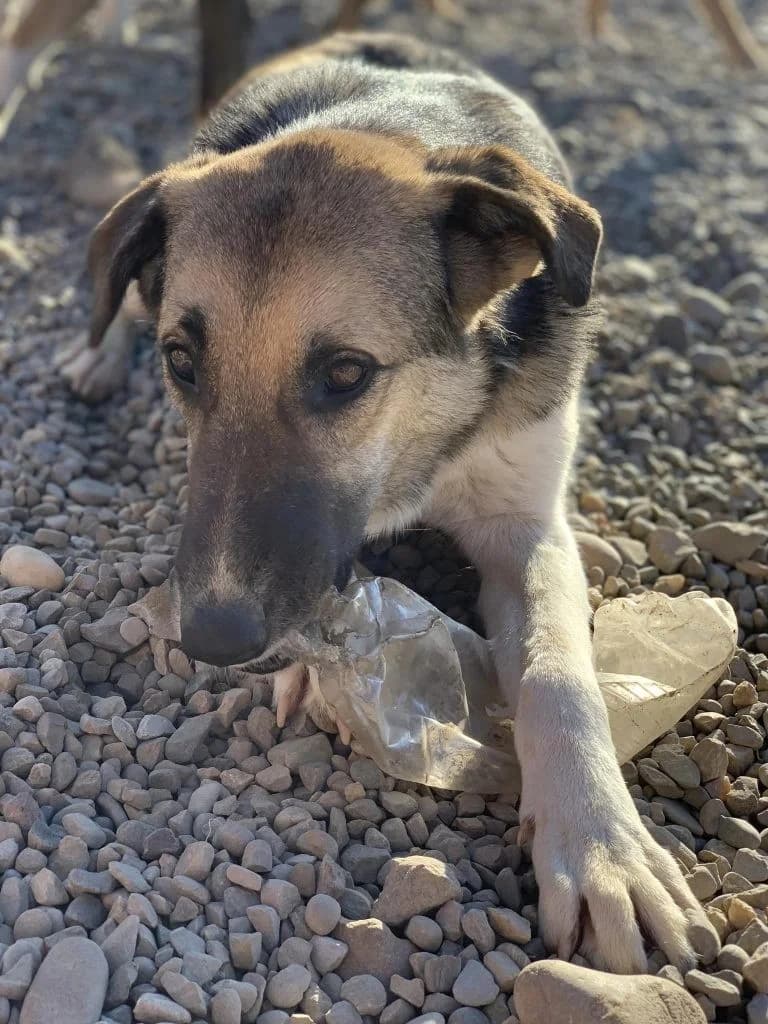 Alyson, female Mixed Breed for adoption at Tierheimhelden — photo 2 of 4