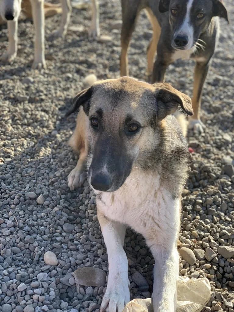 Alyson, female Mixed Breed for adoption at Tierheimhelden — photo 3 of 4