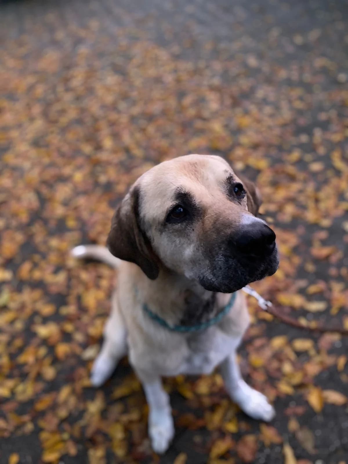 Semmel, male Kangal for adoption at Tierheimhelden