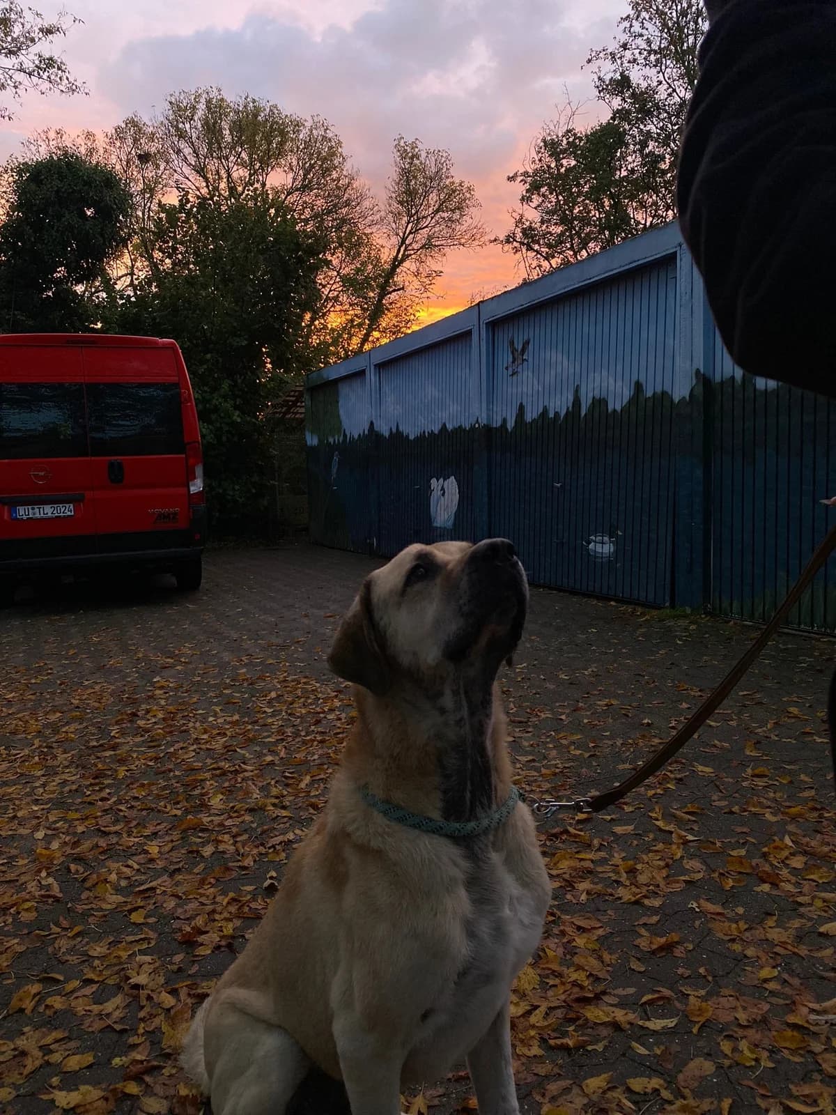 Semmel, male Kangal for adoption at Tierheimhelden — photo 2 of 6