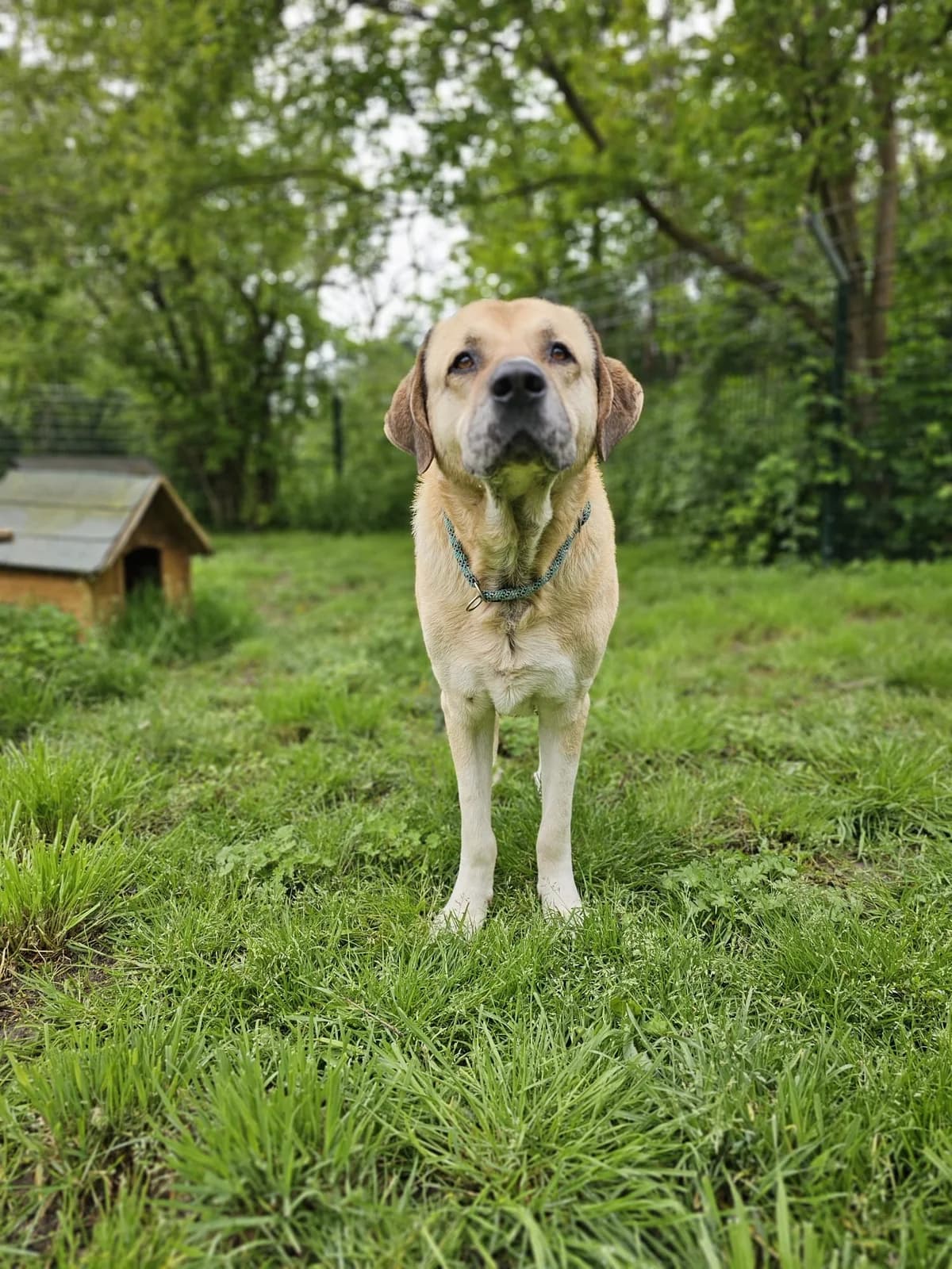 Semmel, male Kangal for adoption at Tierheimhelden — photo 3 of 6