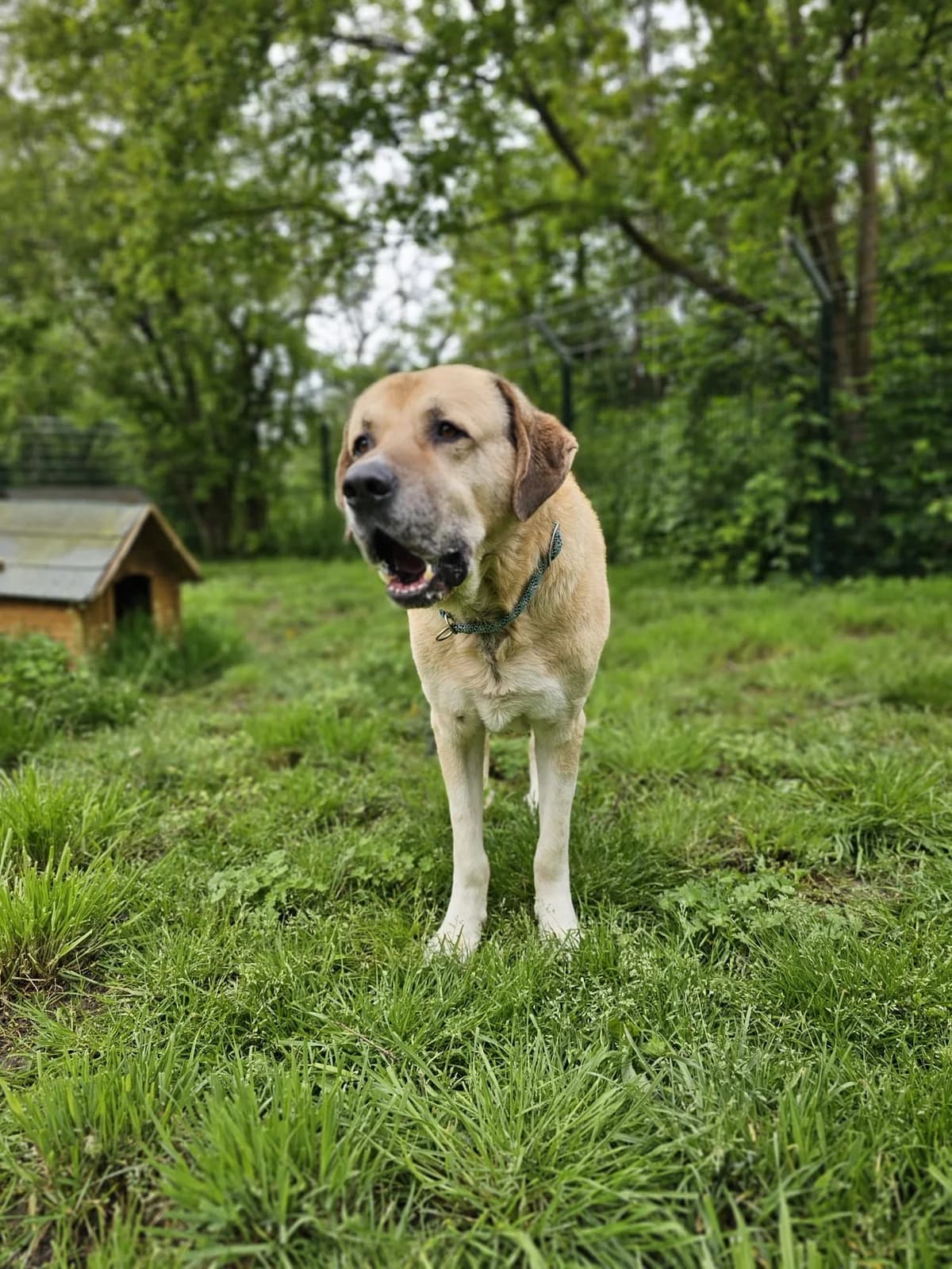 Semmel, male Kangal for adoption at Tierheimhelden — photo 4 of 6
