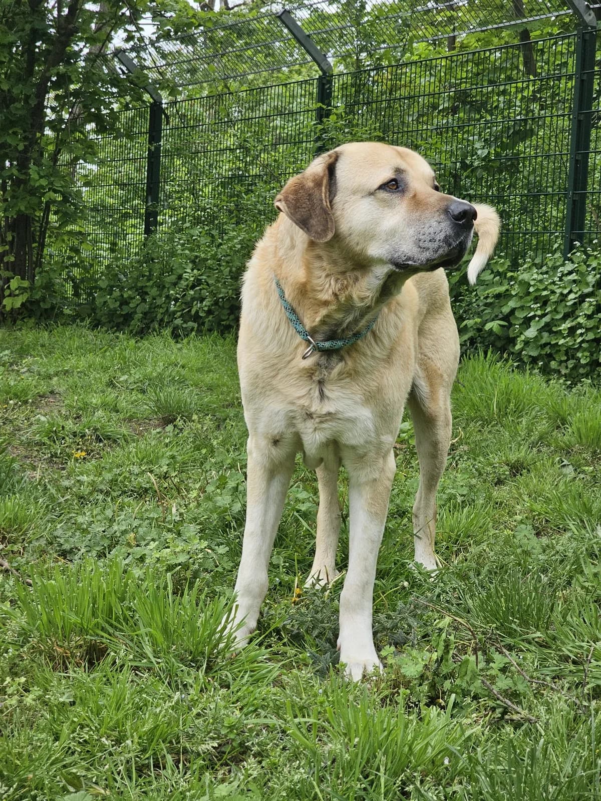 Semmel, male Kangal for adoption at Tierheimhelden — photo 5 of 6